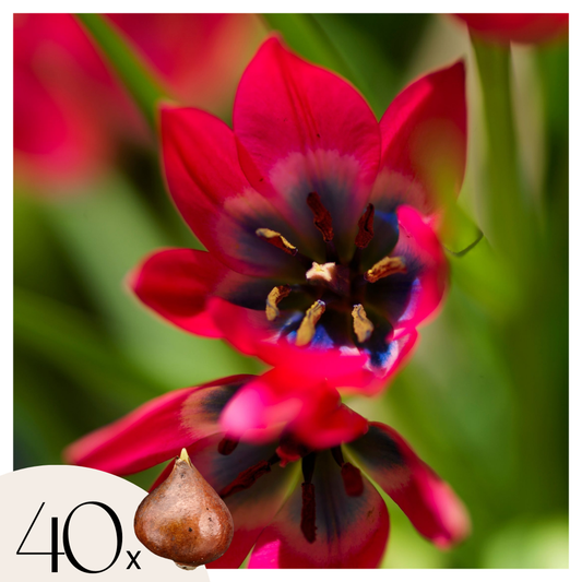 Tulip Tulpenzwiebeln - 40 Stk - Tulipa 'Little Beauty' - Blumenzwiebeln - Rot 
