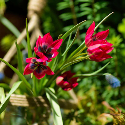 Tulip Tulpenzwiebeln - 40 Stk - Tulipa 'Little Beauty' - Blumenzwiebeln - Rot 