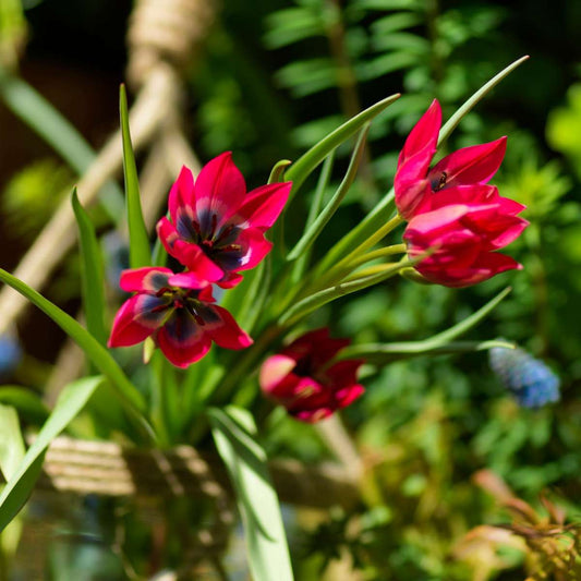 Tulip Tulpenzwiebeln - 40 Stk - Tulipa 'Little Beauty' - Blumenzwiebeln - Rot 