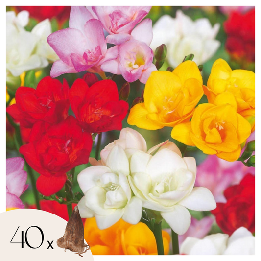 Other Types Of Flower Bulbs Freesien - 40 Stk - Freesia Mix - Blumenzwiebeln - Mehrfarbig 