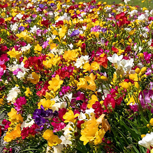 Other Types Of Flower Bulbs Freesien - 40 Stk - Freesia Mix - Blumenzwiebeln - Mehrfarbig 