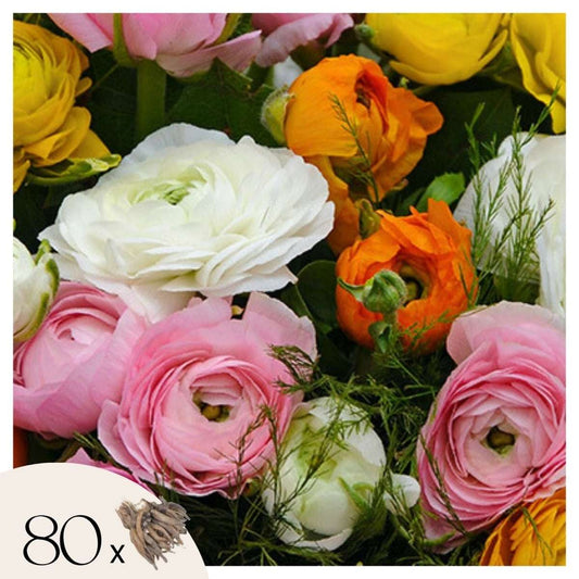 Other Types Of Flower Bulbs Ranunkeln - 80 Stk - Ranunculus - Blumenzwiebeln - Mehrfarbig 