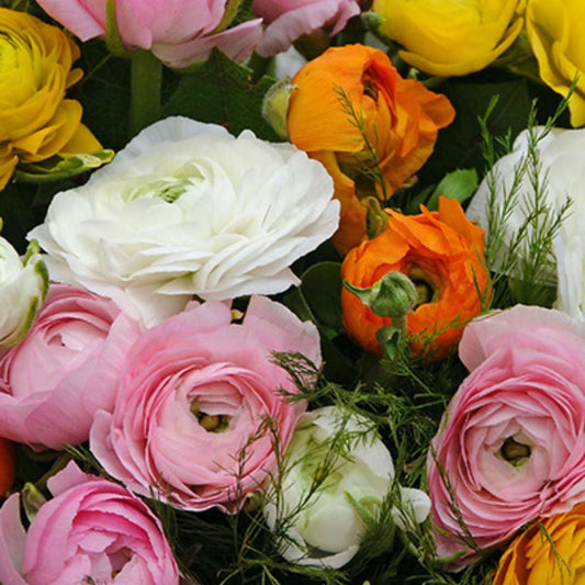 Other Types Of Flower Bulbs Ranunkeln - 80 Stk - Ranunculus - Blumenzwiebeln - Mehrfarbig 