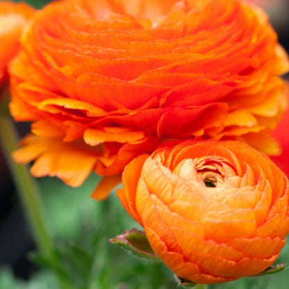 Other Types Of Flower Bulbs Ranunkeln - 80 Stk - Ranunculus - Blumenzwiebeln - Mehrfarbig 