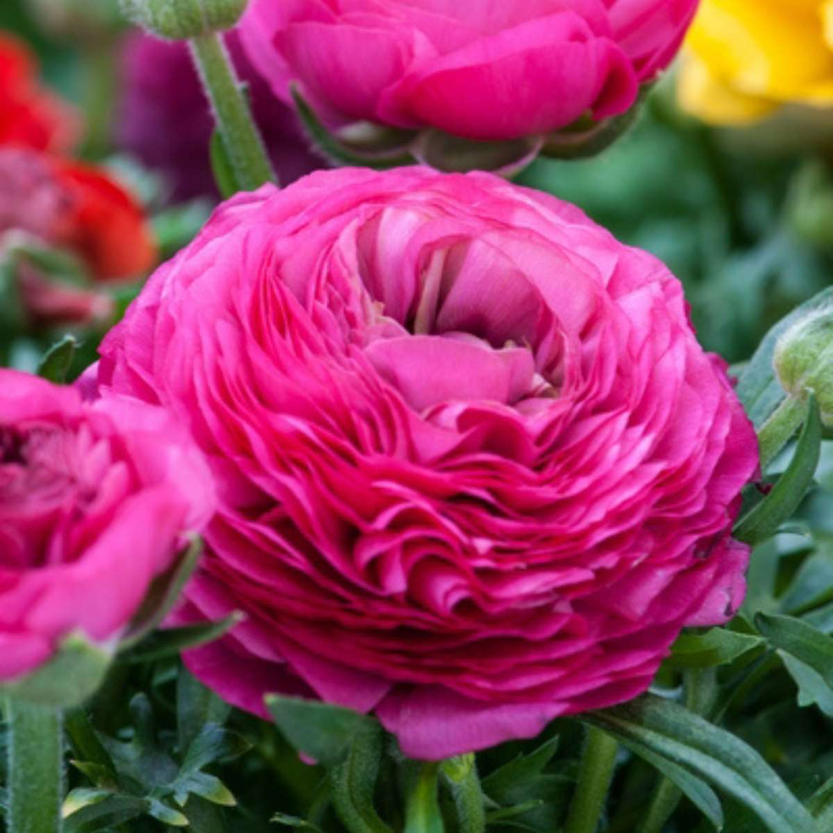 Other Types Of Flower Bulbs Ranunkeln - 80 Stk - Ranunculus - Blumenzwiebeln - Mehrfarbig 