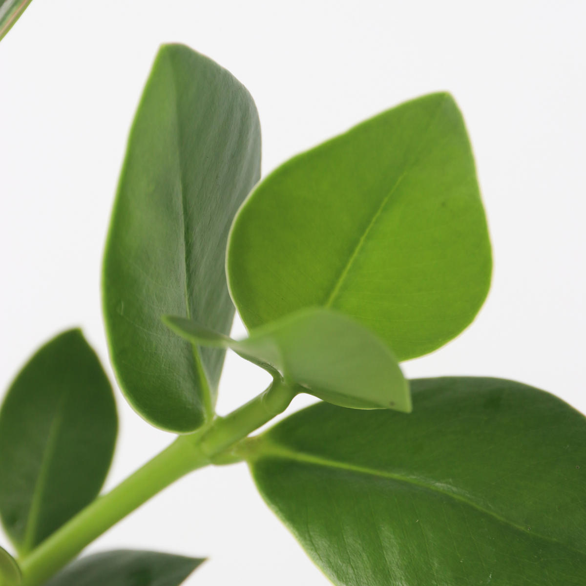 Hydroponics Balsamapfel - Clusia Rosea 'Princess' - Höhe 25-35Cm - ⌀20Cm 