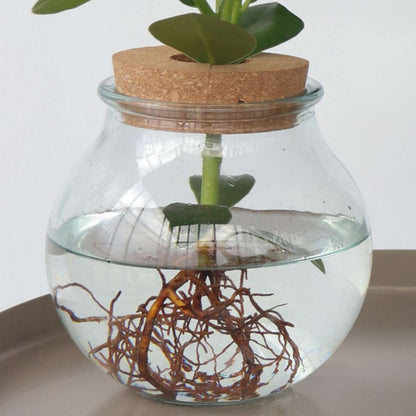 Hydroponics Balsamapfel - Clusia Rosea 'Princess' - Höhe 25-35Cm - ⌀20Cm 