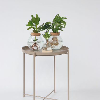 Hydroponics Kleiner Balsamapfel Im Glas Mit Licht - Clusia Rosea - Höhe 15-20Cm - ⌀8Cm 