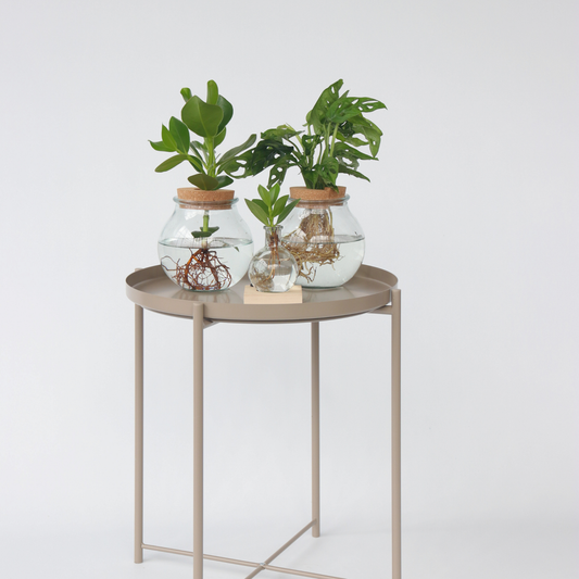 Hydroponics Kleiner Balsamapfel Im Glas Mit Licht - Clusia Rosea - Höhe 15-20Cm - ⌀8Cm 