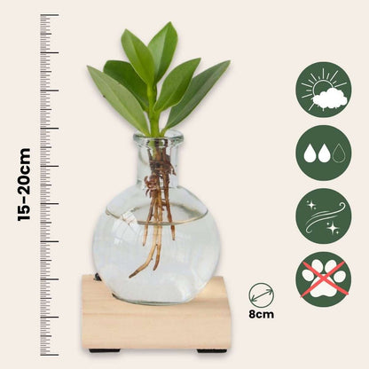Hydroponics Kleiner Balsamapfel Im Glas Mit Licht - Clusia Rosea - Höhe 15-20Cm - ⌀8Cm 