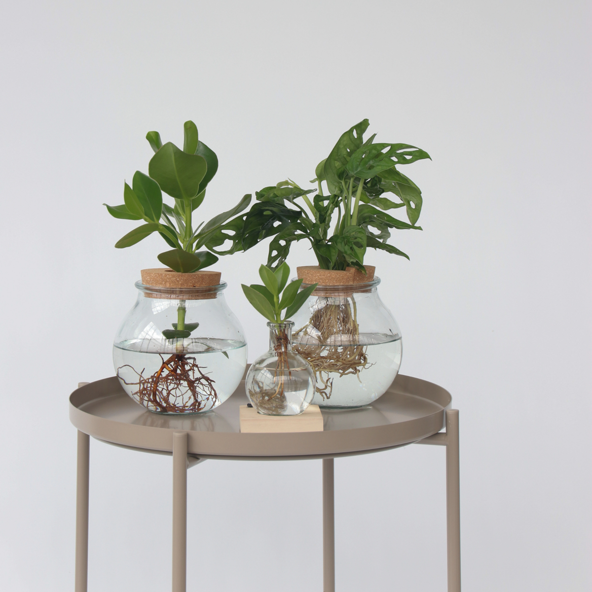 Hydroponics Kleiner Balsamapfel Im Glas Mit Licht - Clusia Rosea - Höhe 15-20Cm - ⌀8Cm 