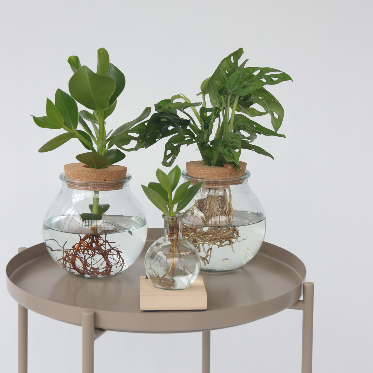 Hydroponics Kleiner Balsamapfel Im Glas Mit Licht - Clusia Rosea - Höhe 15-20Cm - ⌀8Cm 