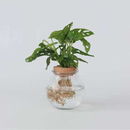 Hydroponics Fensterblatt - Monstera Adansonii 'Monkey Mask' - Höhe 25-35Cm - ⌀20Cm 