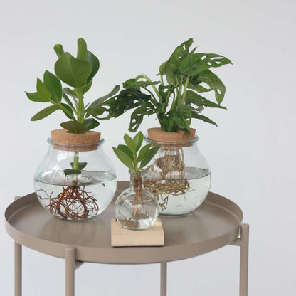 Hydroponics Fensterblatt - Monstera Adansonii 'Monkey Mask' - Höhe 25-35Cm - ⌀20Cm 