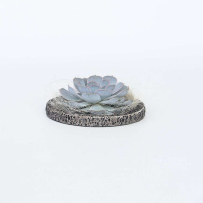 Succulents Koala Bowl - Echeveria Lilacina - Höhe 8Cm 