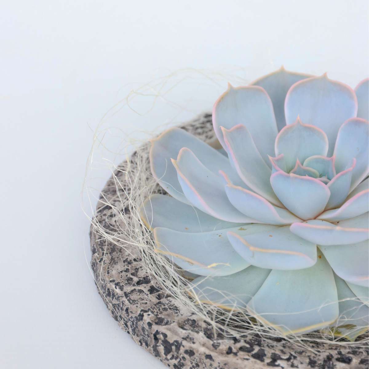 Succulents Koala Bowl - Echeveria Lilacina - Höhe 8Cm 