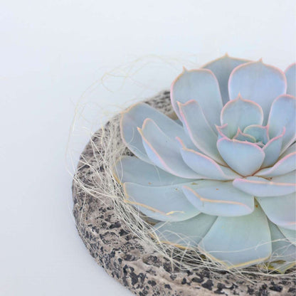 Succulents Koala Bowl - Echeveria Lilacina - Höhe 8Cm 