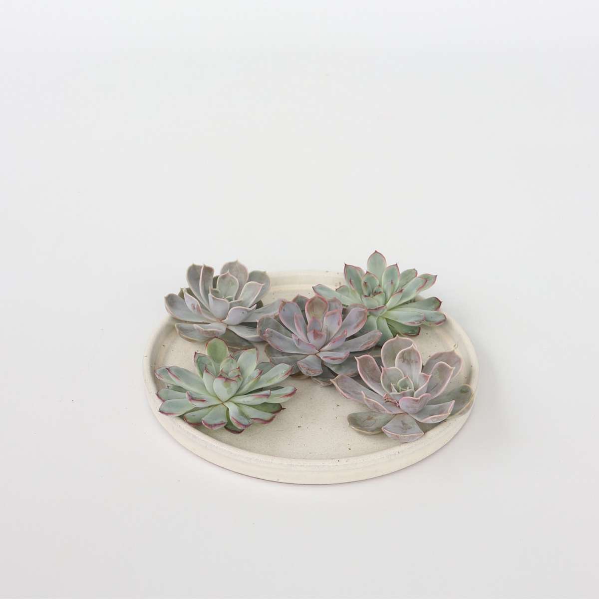 Succulents Mischung Echeveria Diy - 5 Stk - Echeveria Lilacina - Höhe 7Cm 