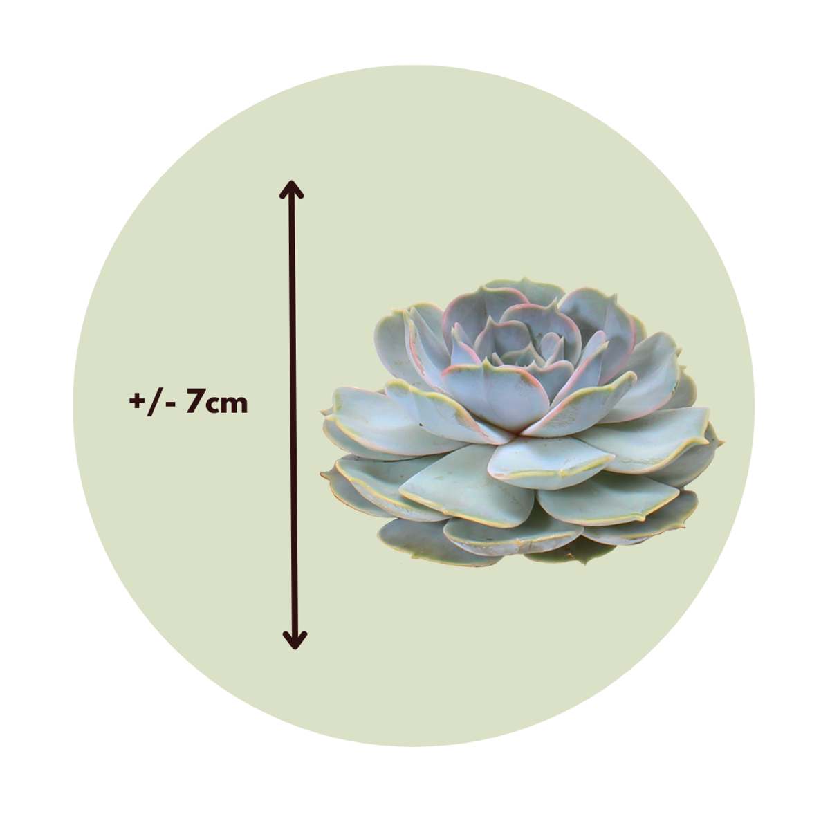 Succulents Mischung Echeveria Diy - 5 Stk - Echeveria Lilacina - Höhe 7Cm 