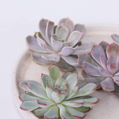 Succulents Mischung Echeveria Diy - 5 Stk - Echeveria Lilacina - Höhe 7Cm 