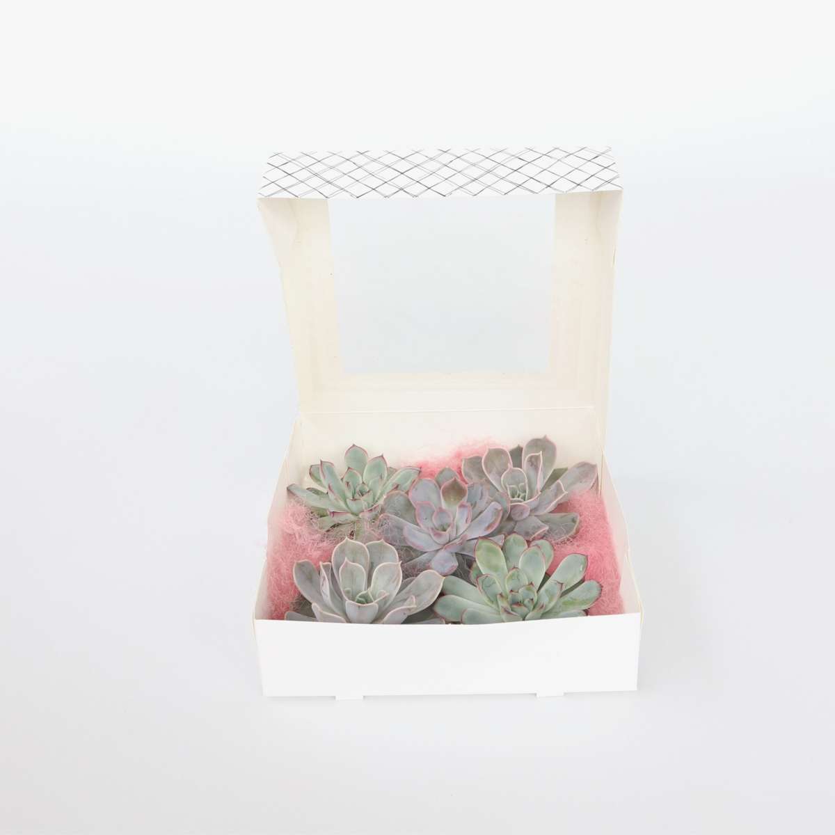 Succulents Mischung Echeveria Diy - 5 Stk - Echeveria Lilacina - Höhe 7Cm 