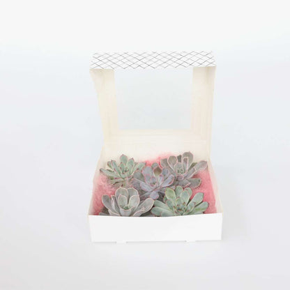 Succulents Mischung Echeveria Diy - 5 Stk - Echeveria Lilacina - Höhe 7Cm 