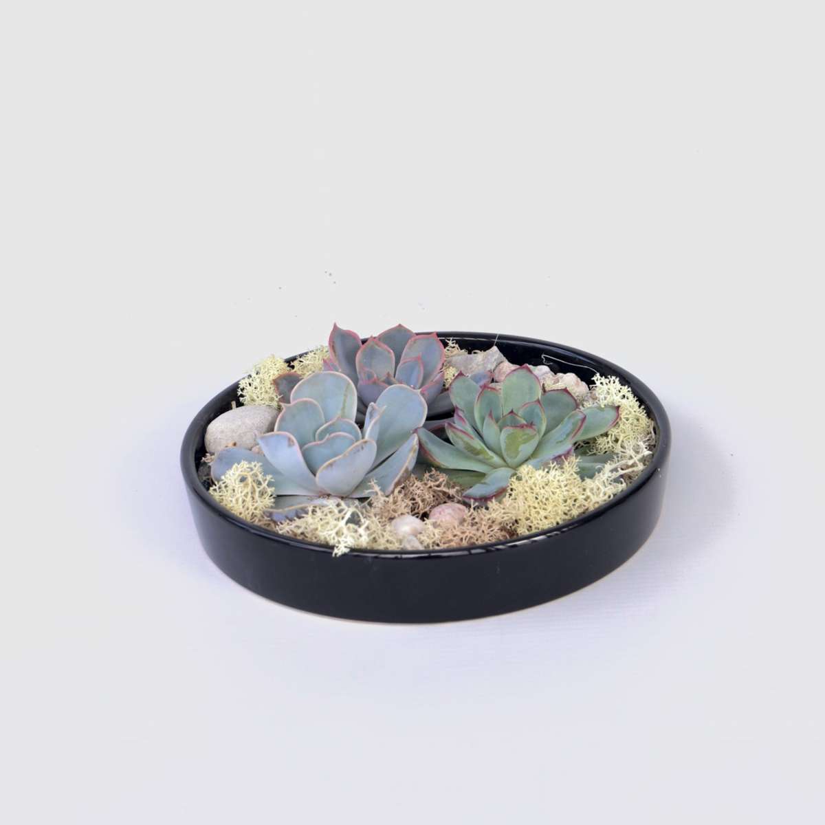 Succulents Garden Mix Schwarz - Echeveria Lilacina - Höhe 8Cm 