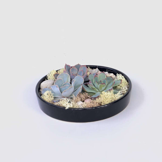 Succulents Garden Mix Schwarz - Echeveria Lilacina - Höhe 8Cm 