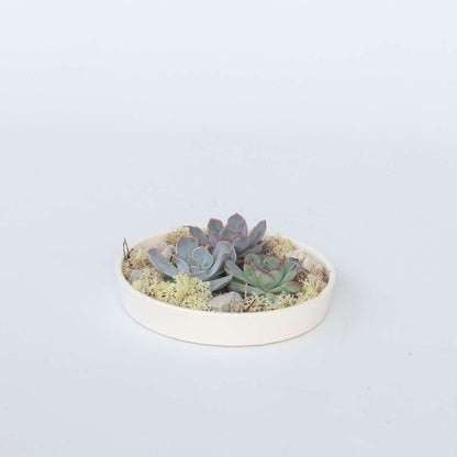 Succulents Garden Mix Weiß - Echeveria Lilacina - Höhe 8Cm 