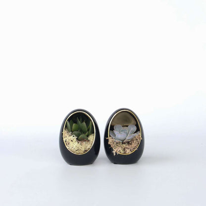 Succulents Deko-Ei - 2 Stk - Echeveria Lilacina - Höhe 12Cm 