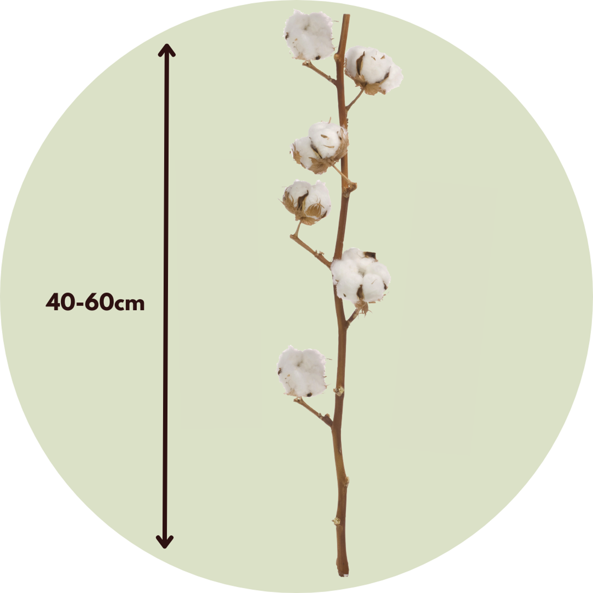 Dried Flowers Trockenblumen - Cotton Branch - Baumwolle - Set Mit 3 Zweigen - Höhe 40-60 Cm 