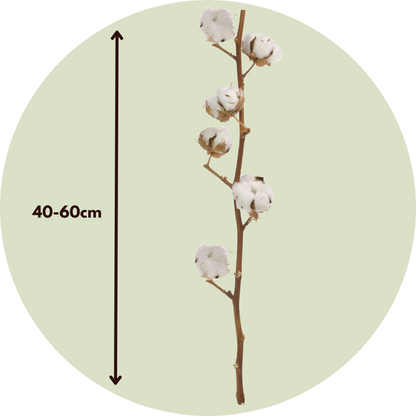 Dried Flowers Trockenblumen - Cotton Branch - Baumwolle - Set Mit 3 Zweigen - Höhe 40-60 Cm 