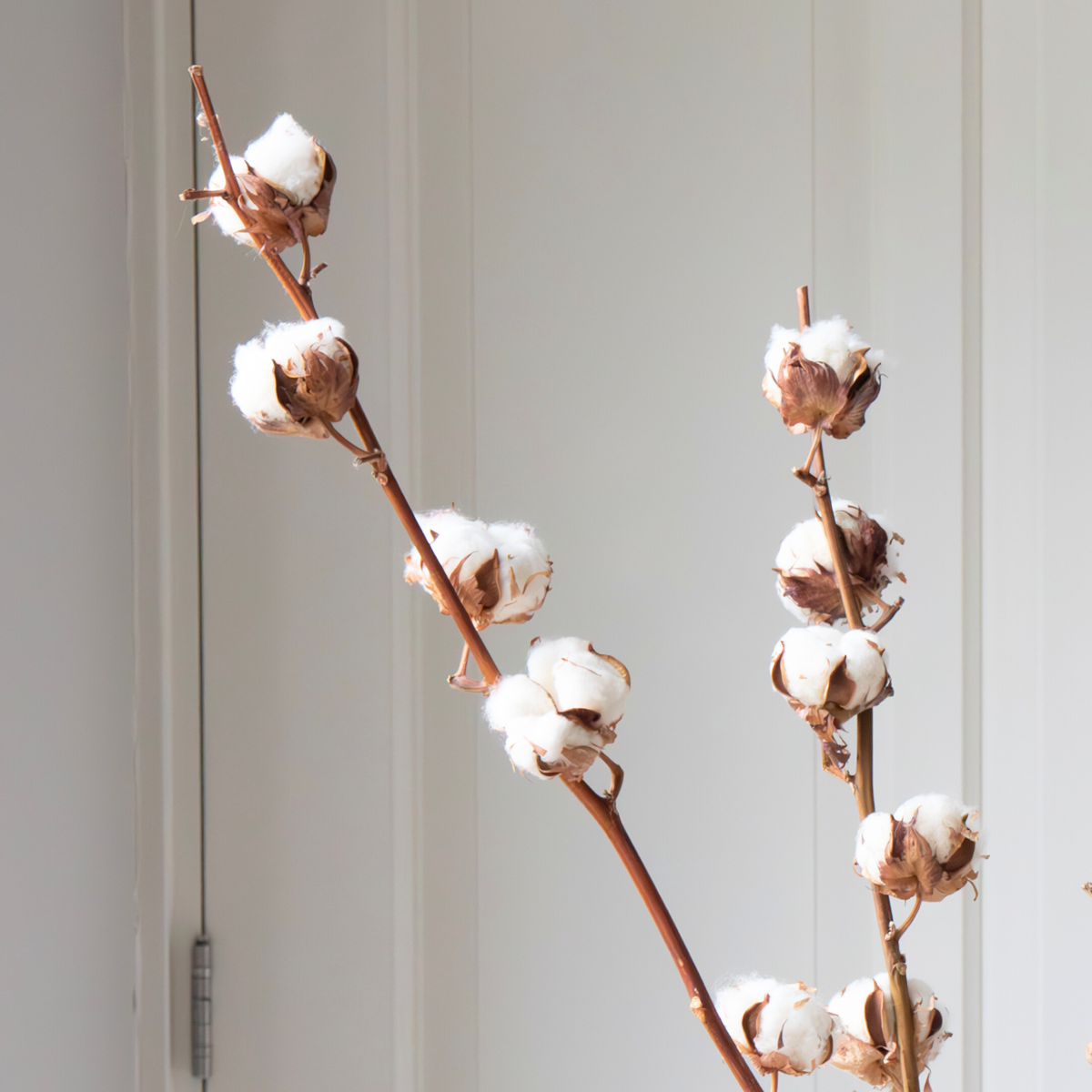 Dried Flowers Trockenblumen - Cotton Branch - Baumwolle - Set Mit 3 Zweigen - Höhe 40-60 Cm 