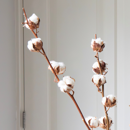 Dried Flowers Trockenblumen - Cotton Branch - Baumwolle - Set Mit 3 Zweigen - Höhe 40-60 Cm 