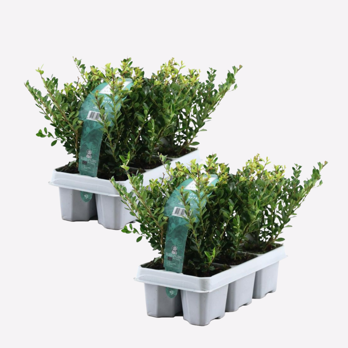 Hedge Plants Japanische Stechpalme - 12 Stk - Ilex Crenata 'Jenny' - Höhe 10-20Cm - ⌀9Cm 