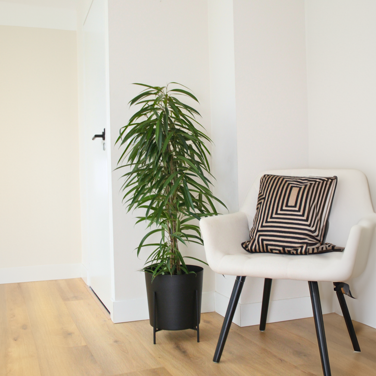 Ficus Geigenpflanze - Ficus Binnendijkii - Höhe 100-110Cm - ⌀21Cm 