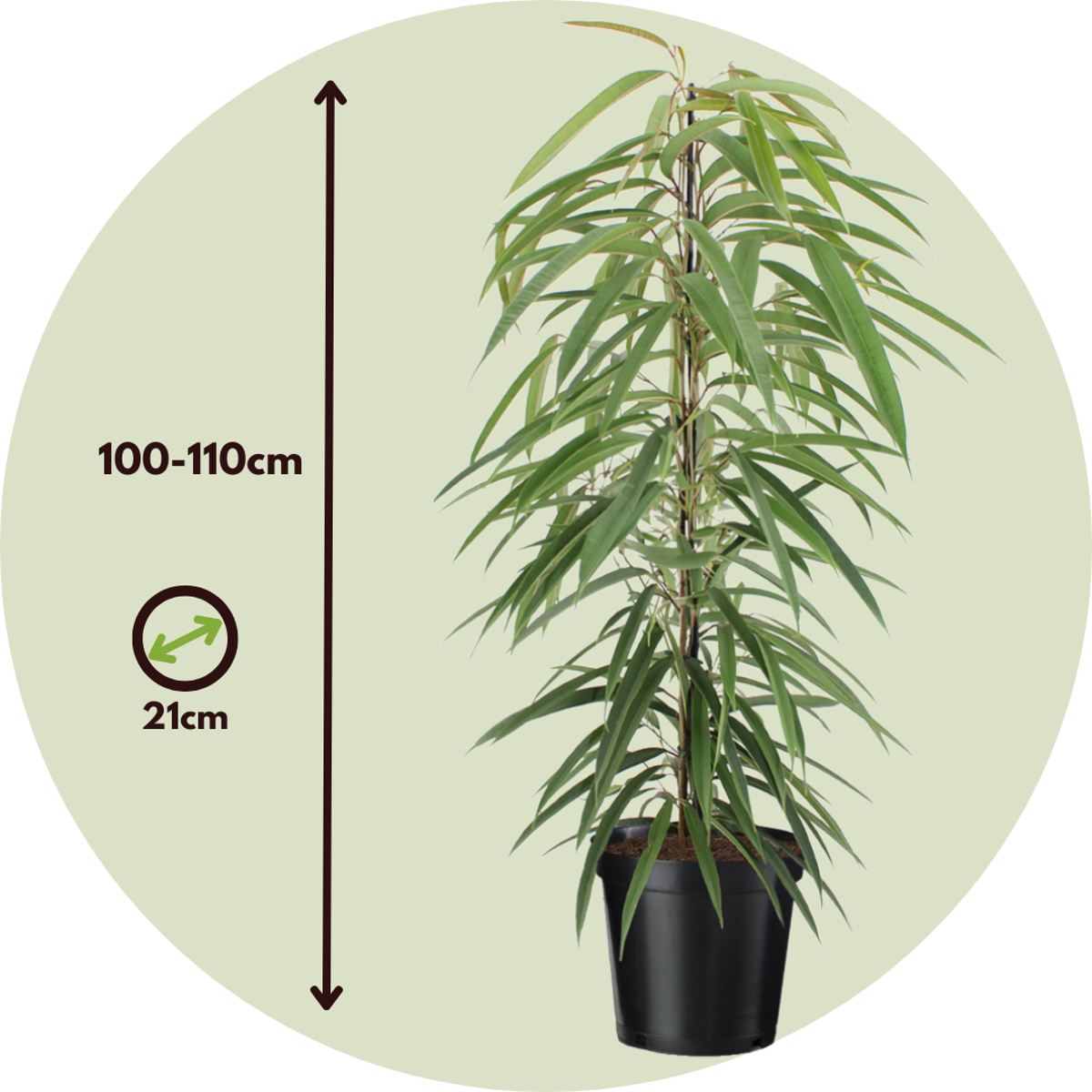 Ficus Geigenpflanze - Ficus Binnendijkii - Höhe 100-110Cm - ⌀21Cm 