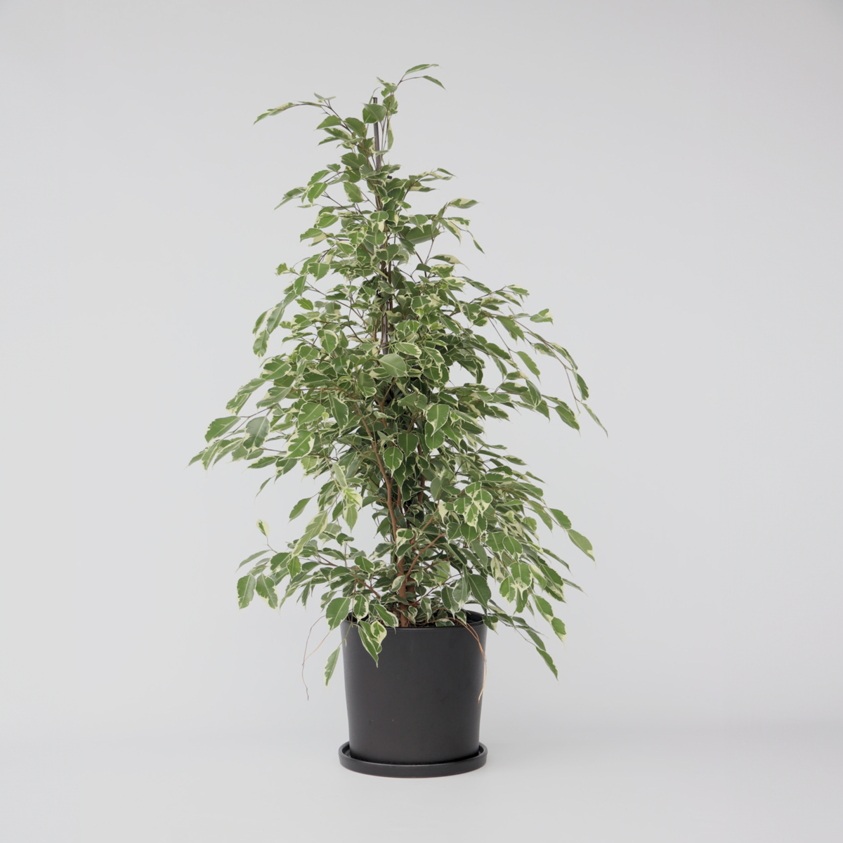 Ficus Geigenpflanze - Ficus Benjamina 'Twilight' - Höhe 100-110Cm - ⌀21Cm 