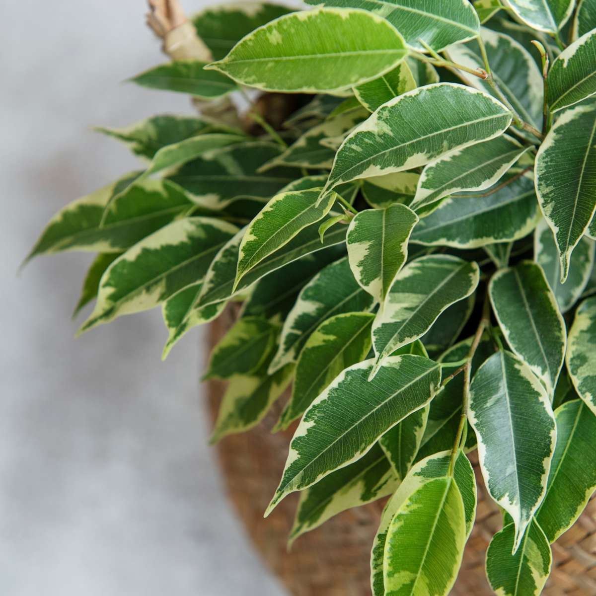 Ficus Geigenpflanze - Ficus Benjamina 'Twilight' - Höhe 100-110Cm - ⌀21Cm 