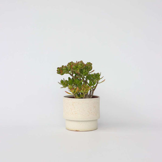 Succulents Jadepflanze - Crassula Ovata 'Hobbit' - Höhe 45-50Cm - ⌀23Cm 