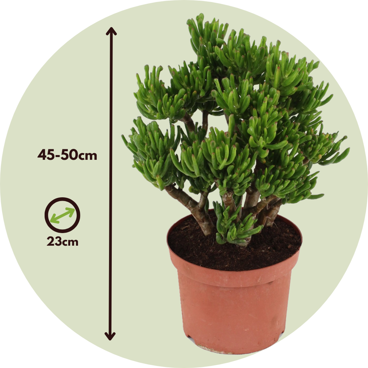 Succulents Jadepflanze - Crassula Ovata 'Hobbit' - Höhe 45-50Cm - ⌀23Cm 