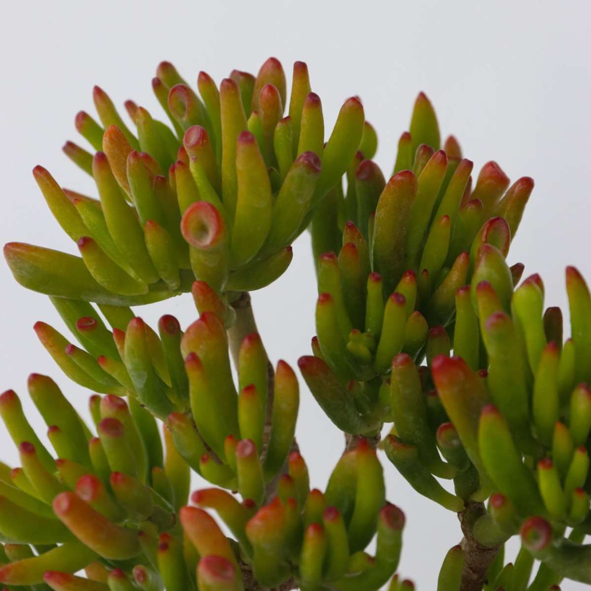 Succulents Jadepflanze - Crassula Ovata 'Hobbit' - Höhe 45-50Cm - ⌀23Cm 
