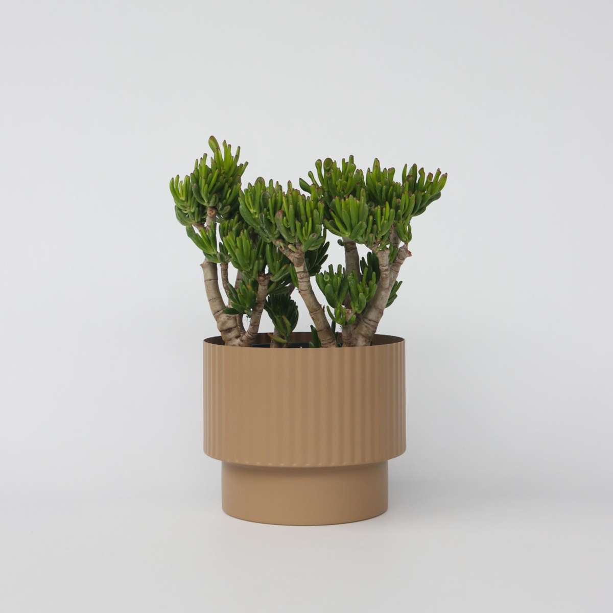 Succulents Jadepflanze - Crassula Ovata 'Hobbit' - Höhe 55-60Cm - ⌀30Cm 