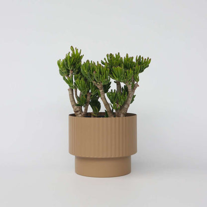 Succulents Jadepflanze - Crassula Ovata 'Hobbit' - Höhe 55-60Cm - ⌀30Cm 