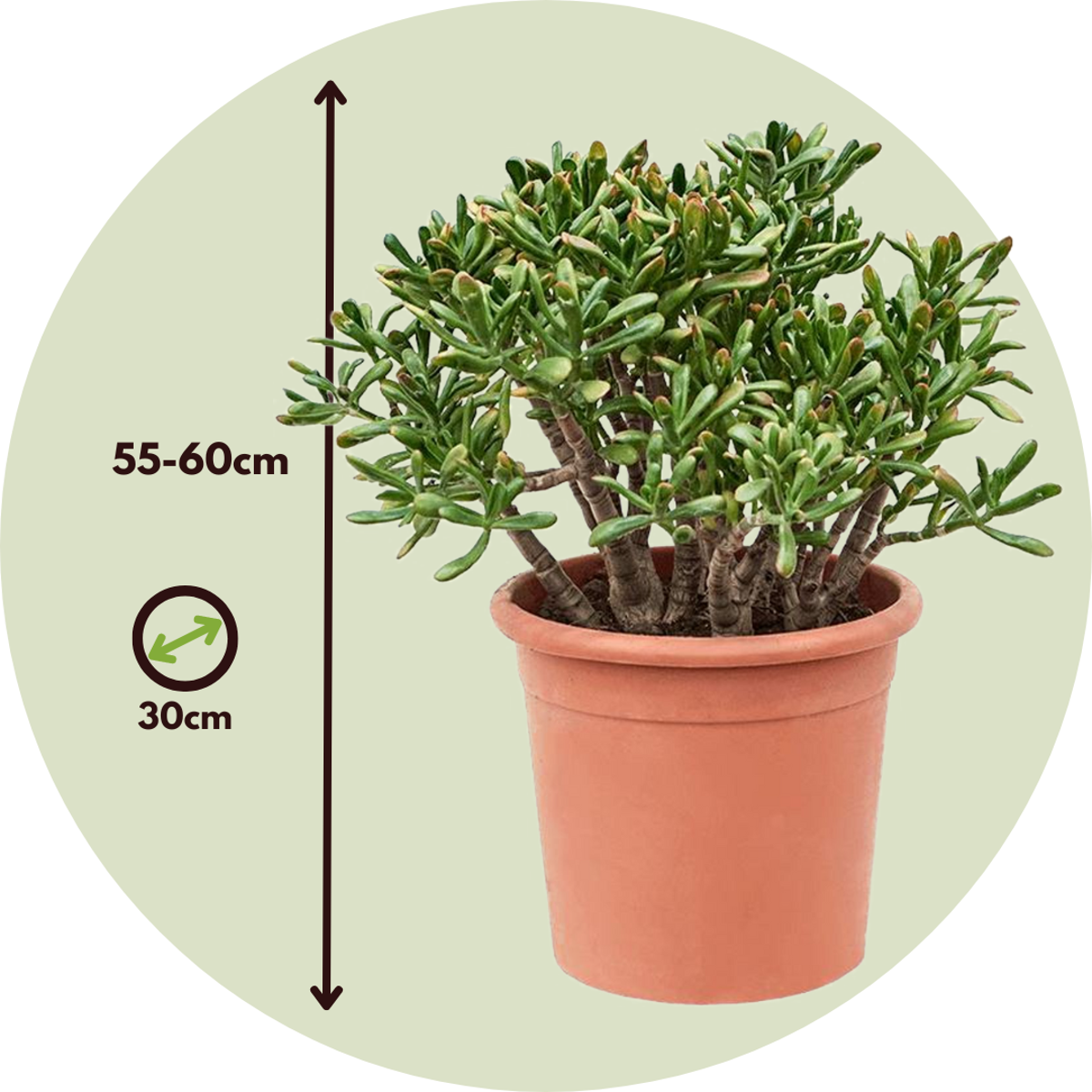 Succulents Jadepflanze - Crassula Ovata 'Hobbit' - Höhe 55-60Cm - ⌀30Cm 