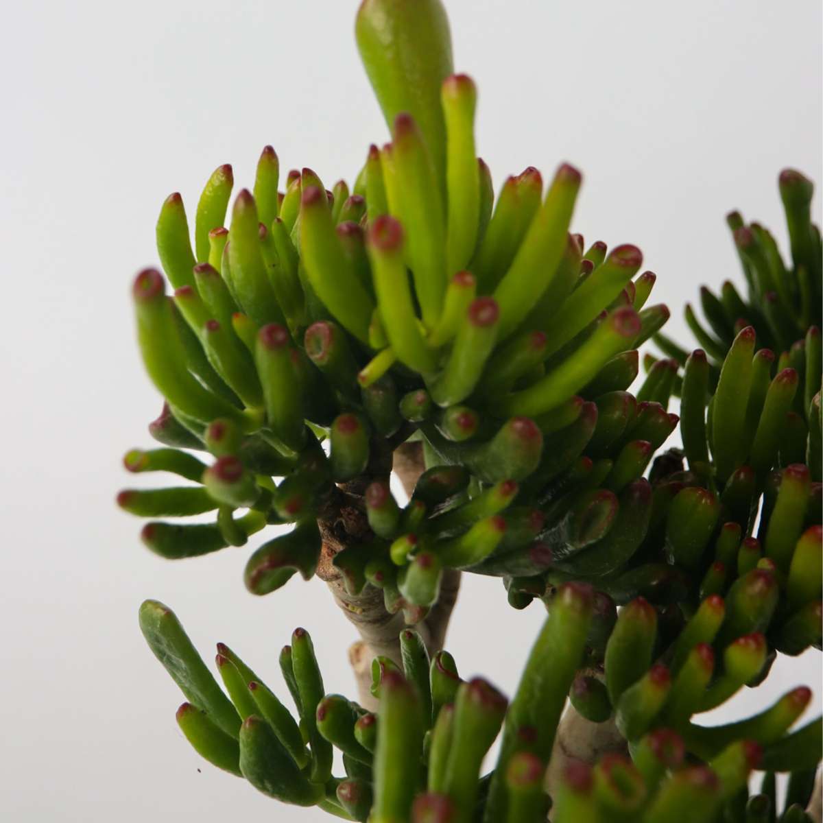 Succulents Jadepflanze - Crassula Ovata 'Hobbit' - Höhe 55-60Cm - ⌀30Cm 