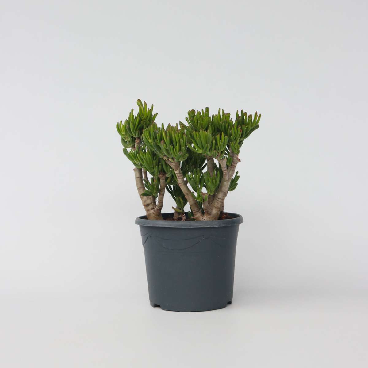 Succulents Jadepflanze - Crassula Ovata 'Hobbit' - Höhe 55-60Cm - ⌀30Cm 