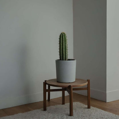 Cactus Cowboy-Kaktus - Euphorbia Ingens - Höhe 40-50Cm - ⌀18Cm 