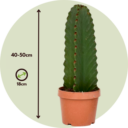 Cactus Cowboy-Kaktus - Euphorbia Ingens - Höhe 40-50Cm - ⌀18Cm 