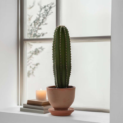 Cactus Cowboy-Kaktus - Euphorbia Ingens - Höhe 40-50Cm - ⌀18Cm 